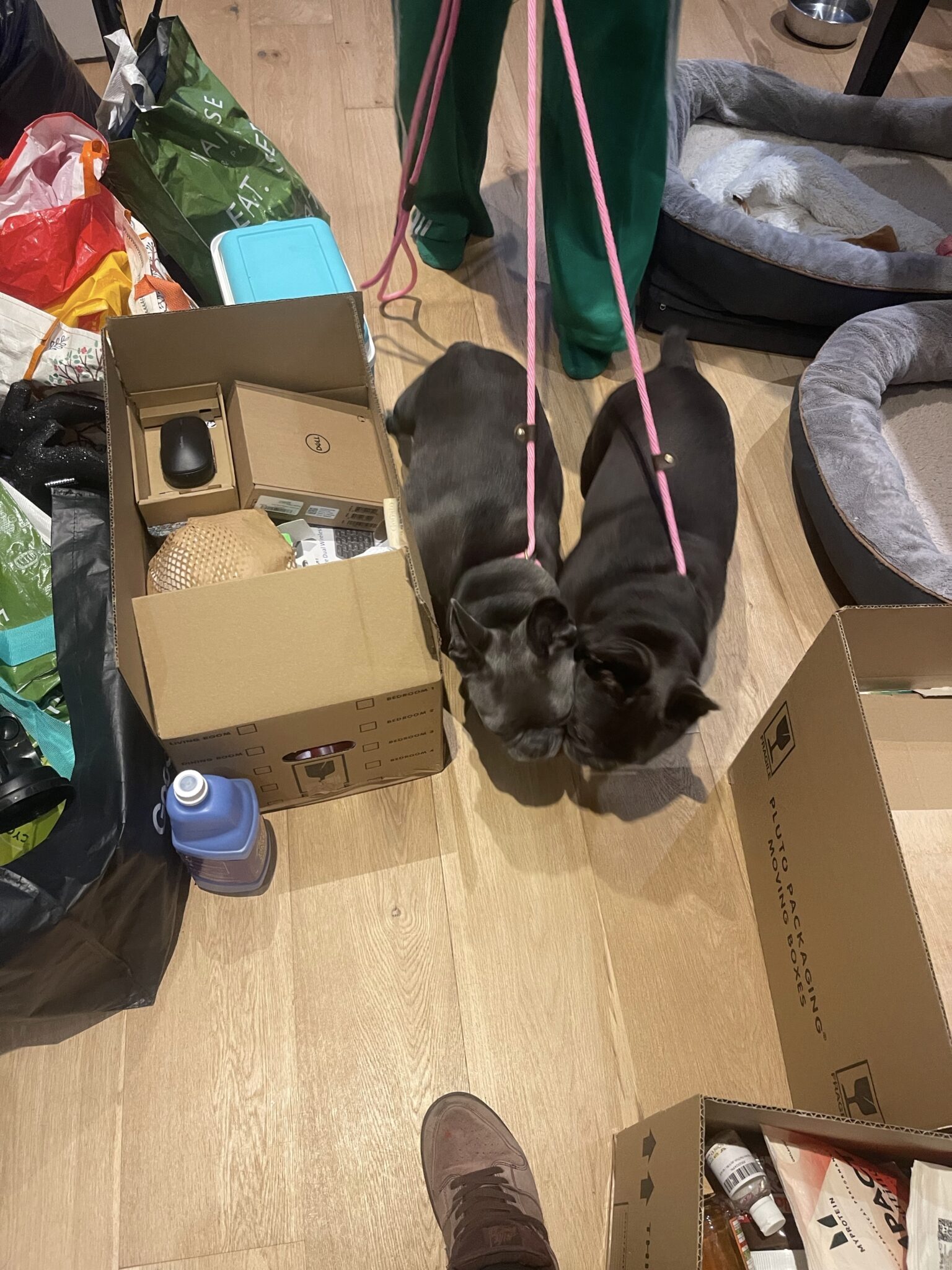 Two small dogs on leads standing among moving boxes and bags inside a home, during a Brighton to Scotland removal where the owners travel on the Caledonian Sleeper and ESV Removals drive the van.