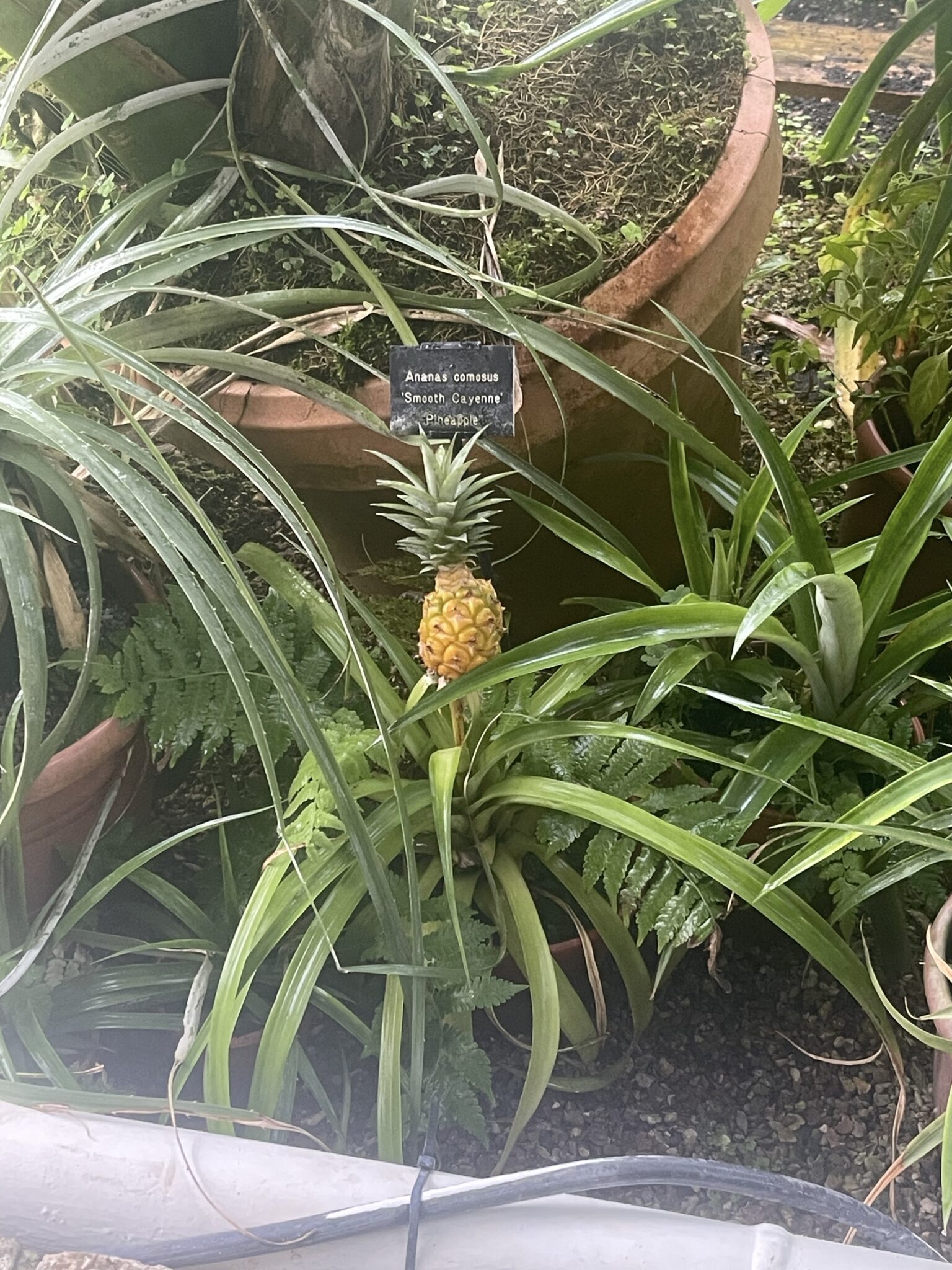 Pineapple plant in Arundel Castle Gardens greenhouse West Sussex visit